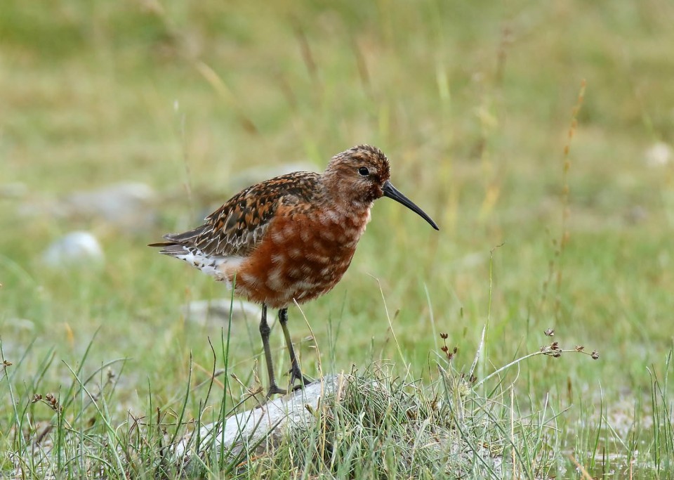 Краснозобик — Calidris ferruginea