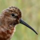 Краснозобик — Calidris ferruginea