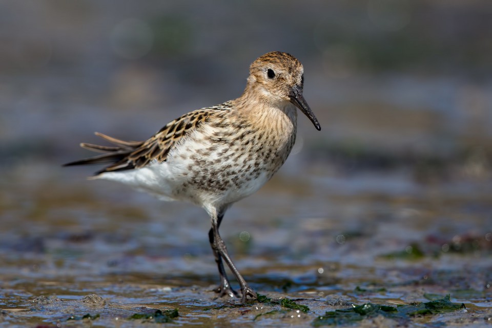 Чернозобик — Calidris alpina