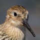 Чернозобик — Calidris alpina