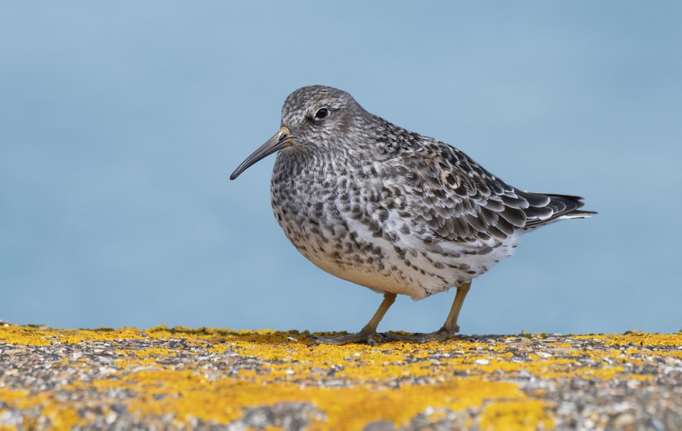 Песочник морской — Calidris maritima
