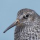 Песочник морской — Calidris maritima