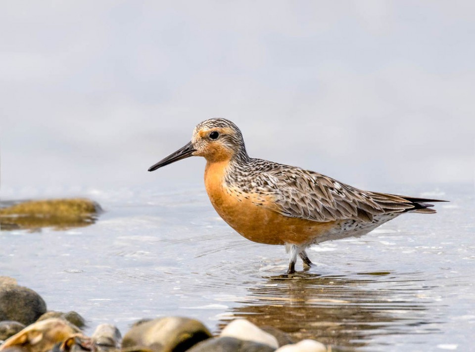 Песочник исландский — Calidris canutus