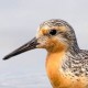 Песочник исландский — Calidris canutus