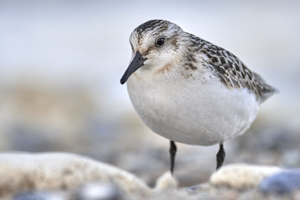 Песчанка — Calidris alba