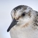 Песчанка — Calidris alba