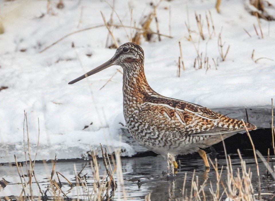 Дупель горный — Gallinago solitaria