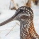 Дупель горный — Gallinago solitaria