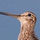Дупель — Gallinago media