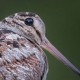 Вальдшнеп — Scolopax rusticola