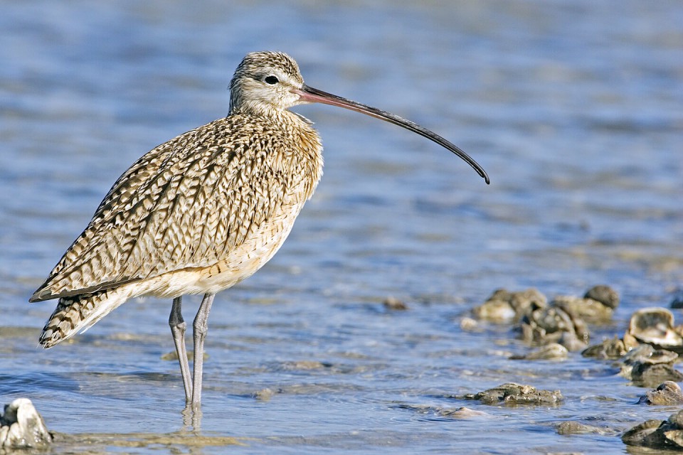 Кроншнеп тонкоклювый — Numenius tenuirostris