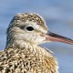 Кроншнеп тонкоклювый — Numenius tenuirostris