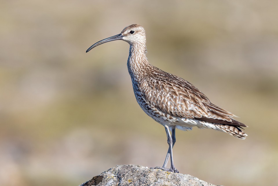 Кроншнеп средний — Numenius phaeopus
