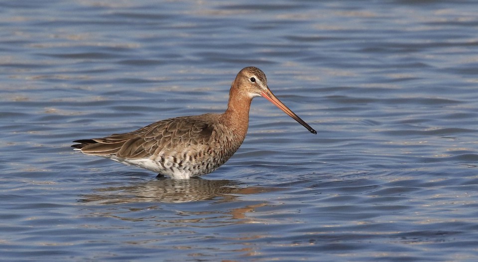 Веретенник большой — Limosa limosa
