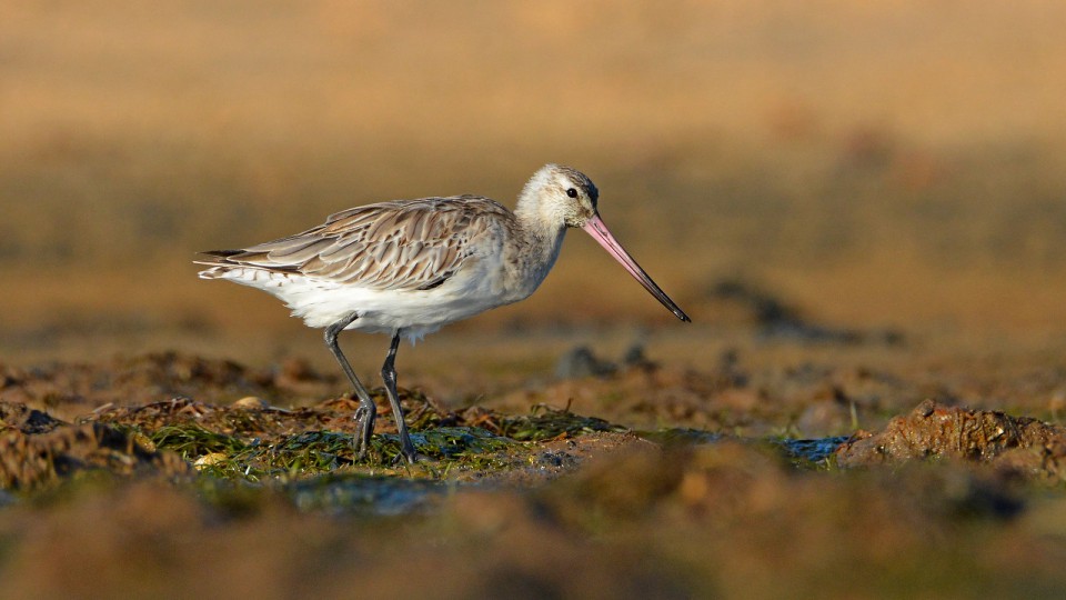 Веретенник малый — Limosa lapponica