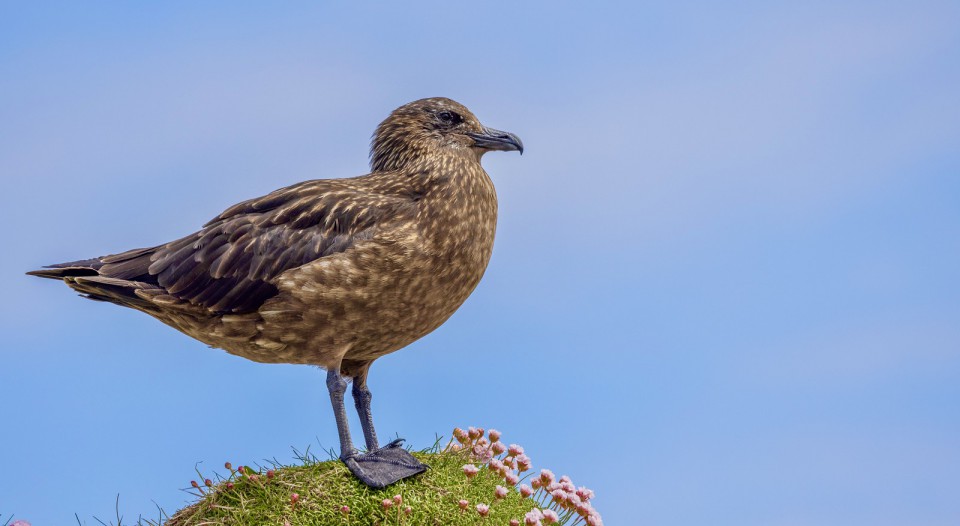 Поморник большой — Stercorarius skua