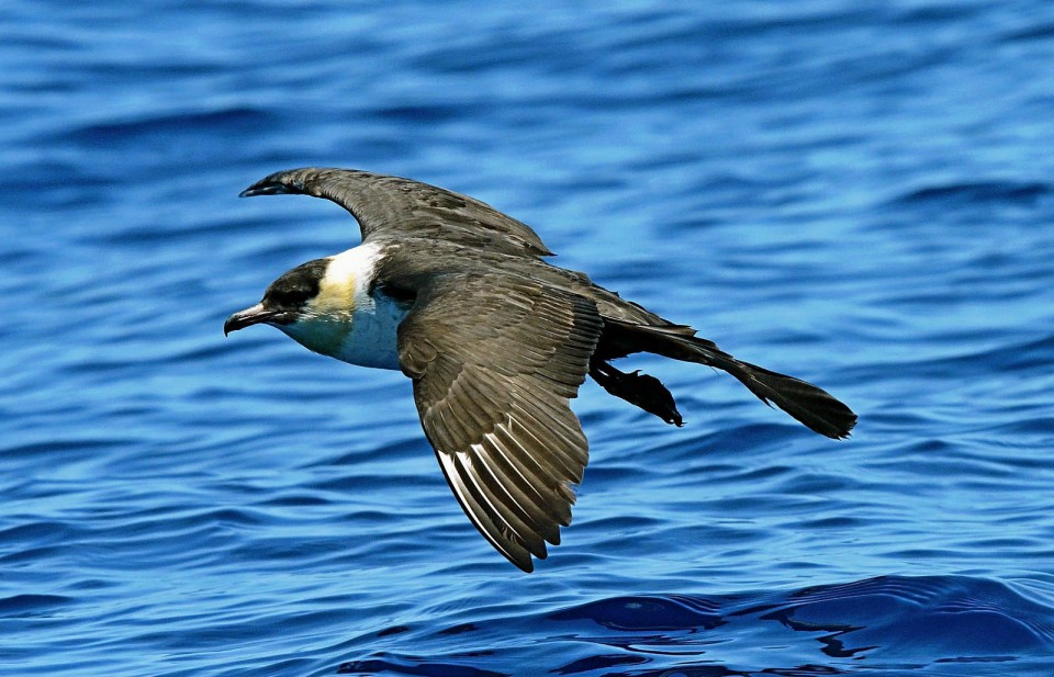 Поморник средний — Stercorarius pomarinus