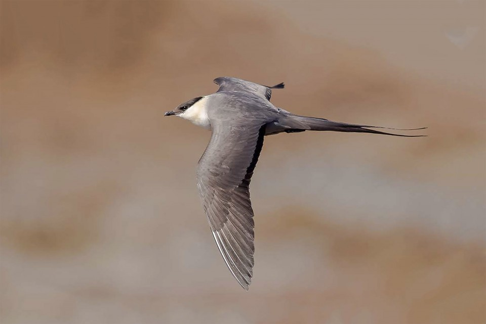 Поморник длиннохвостый — Stercorarius longicaudus