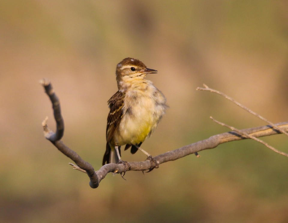 Малая желтоголовая трясогузка (Motacilla werae)