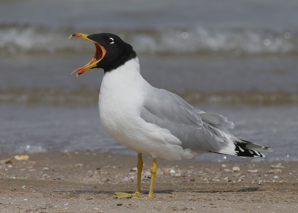 Хохотун черноголовый — Larus ichthyaetus