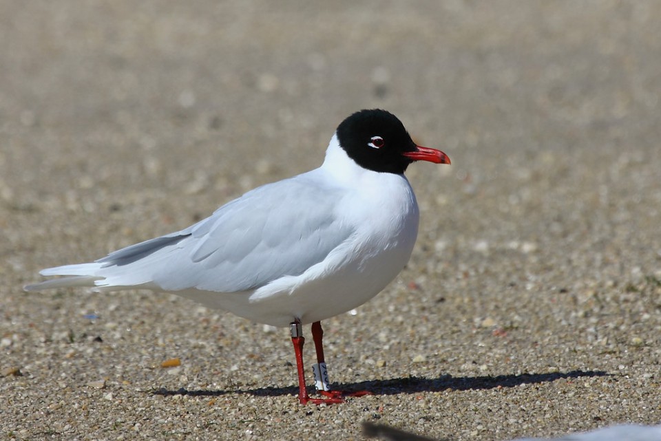 Чайка черноголовая — Larus melanocephalus