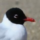 Чайка черноголовая — Larus melanocephalus