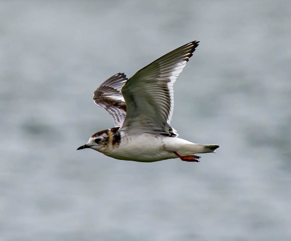 Чайка малая — Larus minutus