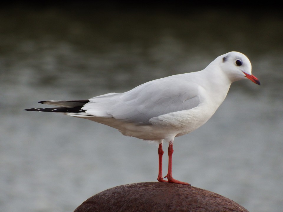 Чайка озёрная — Larus ridibundus