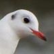 Чайка озёрная — Larus ridibundus