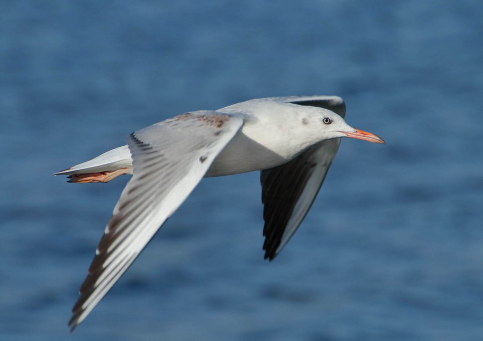 Морской голубок — Larus genei