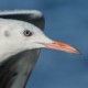 Морской голубок — Larus genei