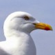 Чайка серебристая — Larus argentatus