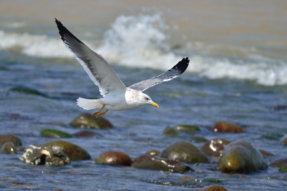 Клуша восточная, халей — Larus heuglini