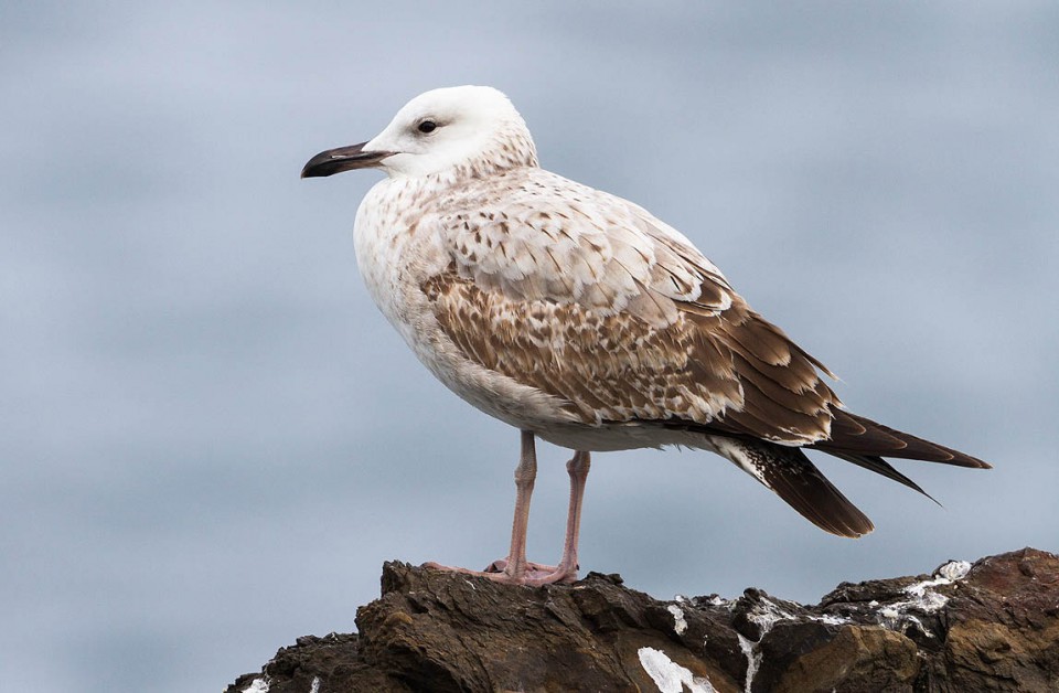 Хохотунья — Larus cachinnans