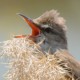 Дроздовидная камышовка (Acrocephalus arundinaceus)