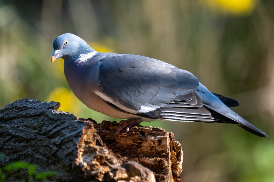 Вяхирь — Columba palumbus