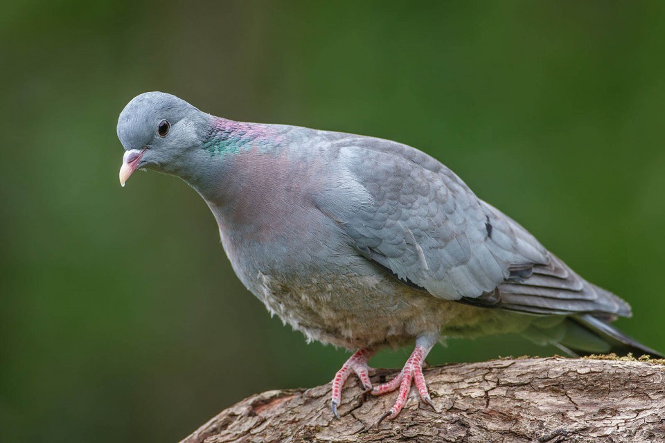 Клинтух — Columba oenas