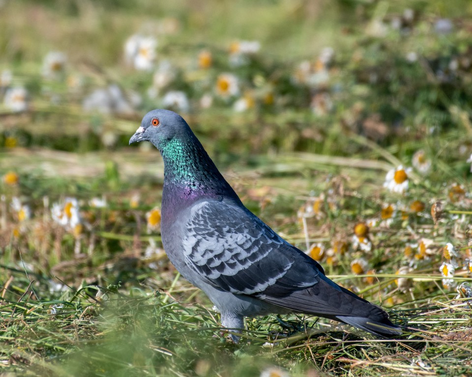 Голубь сизый — Columba livia