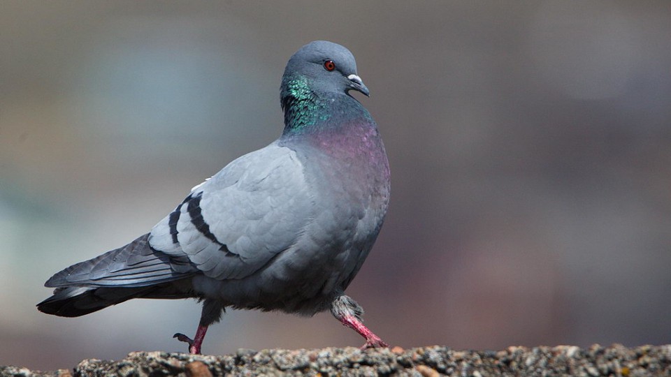 Голубь скалистый — Columba rupestris