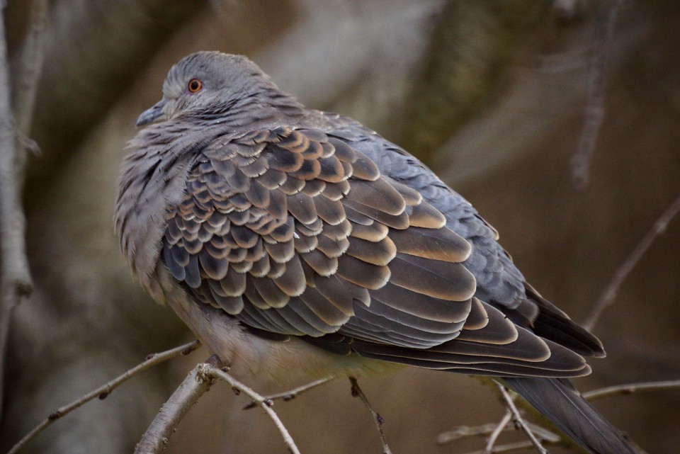 Горлица большая — Streptopelia orientalis