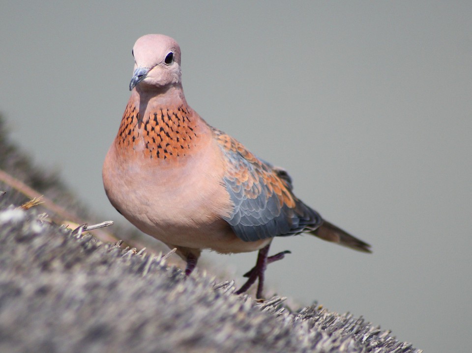 Горлица малая — Streptopelia senegalensis