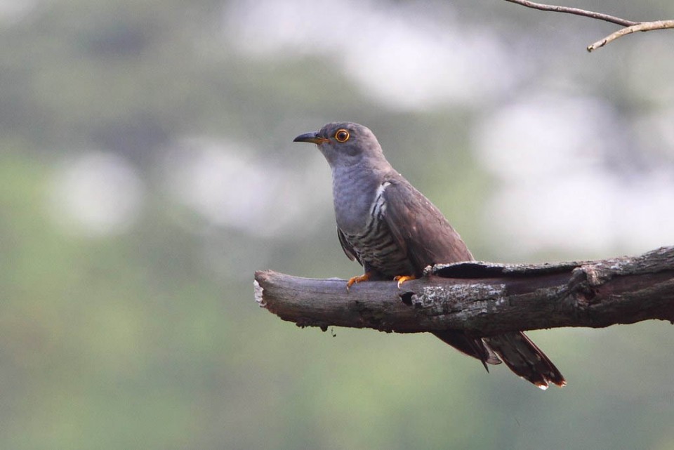 Кукушка глухая — Cuculus saturatus