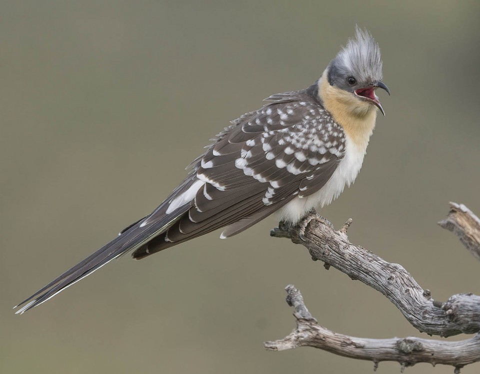 Кукушка хохлатая — Clamator glandarius