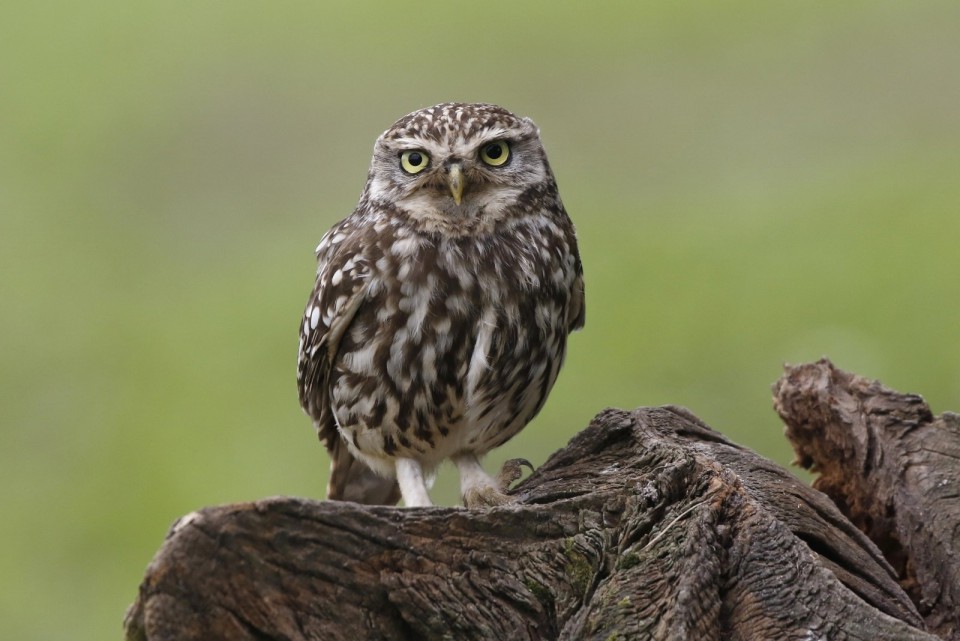 Сыч домовый — Athene noctua