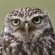 Сыч домовый — Athene noctua