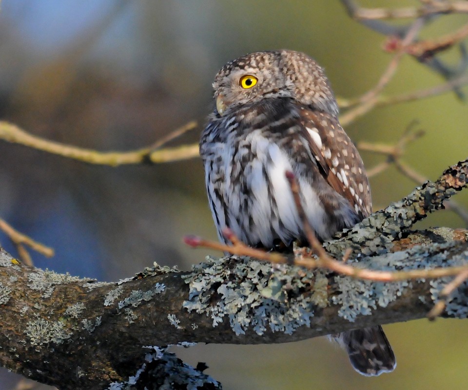 Сыч воробьиный — Glaucidium passerinum
