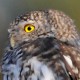 Сыч воробьиный — Glaucidium passerinum