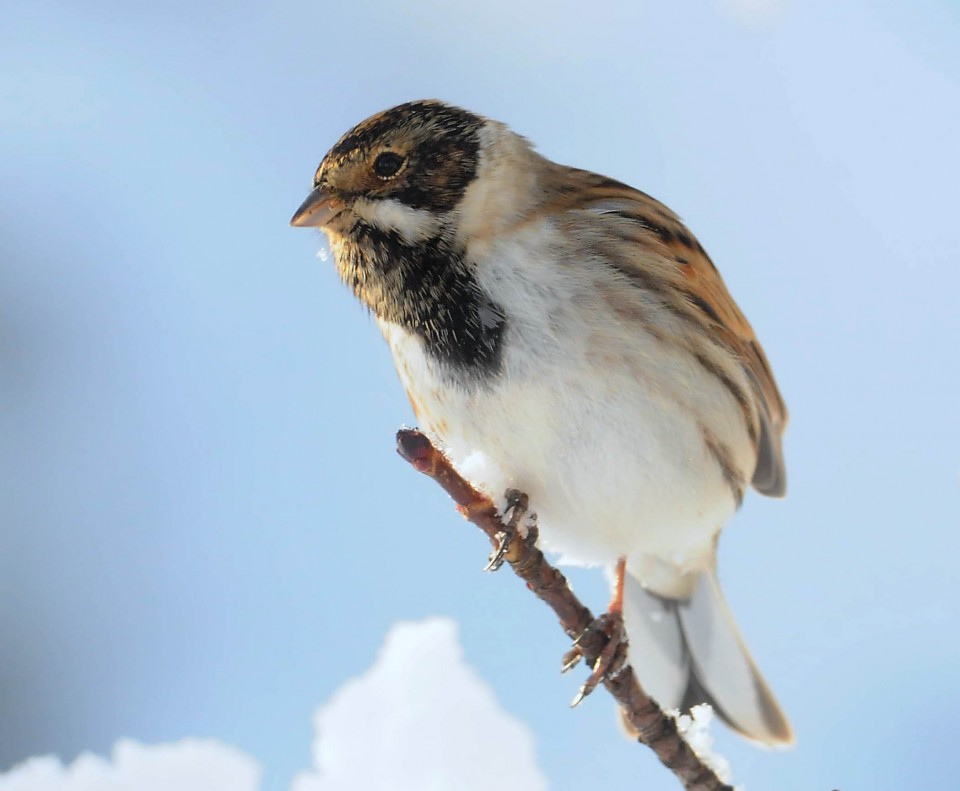 Камышовая овсянка (Emberiza schoeniclus)