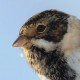 Камышовая овсянка (Emberiza schoeniclus)