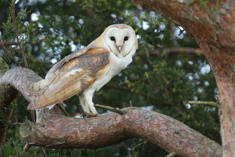 Сипуха — Tyto alba